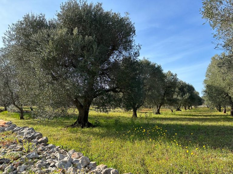 Development | Puglia